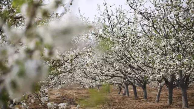 坚守20年的经营模式,坚守乡村20年