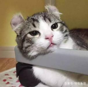 猫咪已经有虫了怎么驱虫,如何给家里有虫的猫咪驱虫