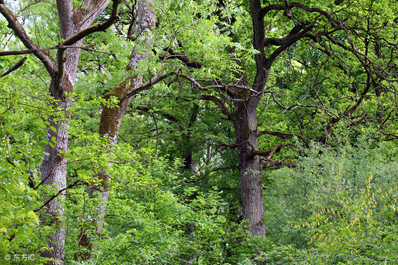 实木家具哪种木材好相关推荐,实木家具用哪种木材好