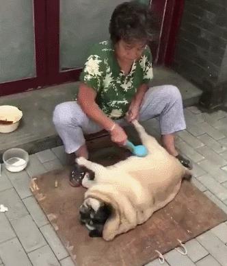 只要是能喘气的，奶奶都能给养肥了，巴哥：我好想逃，却逃不掉