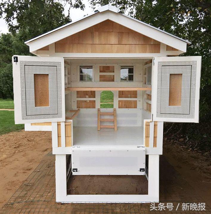 越来越多人养鸡当宠物，还有人卖鸡尿布发财了……