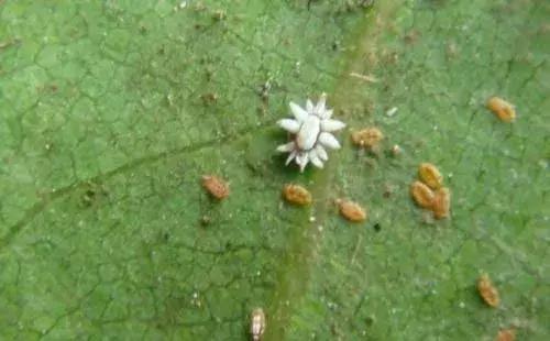 病虫害防治药剂,栾树叶子长出来之后怎么治理蚜虫