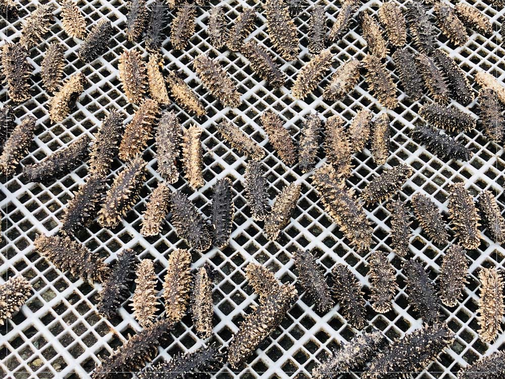 日本海参加工累不累,日料海参怎么加工