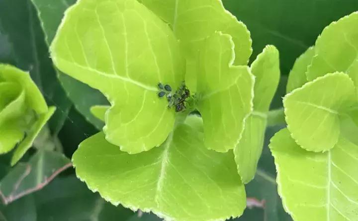 这些小东西不赶紧杀，一夜把花全啃成猪头，肠子都要悔青了！