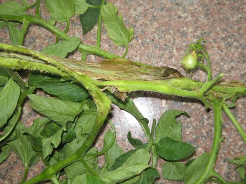番茄髓部坏死和溃疡病,番茄细菌性髓部坏死病