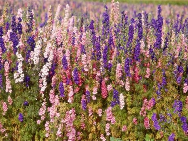 飞燕草几月种适合,小花飞燕草开花后需要修剪吗
