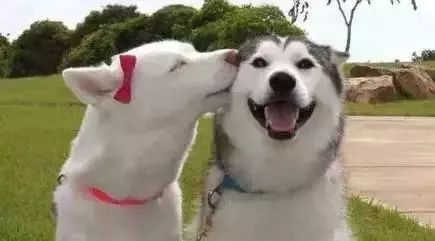 团团送礼物给别人,团团送别人的礼物