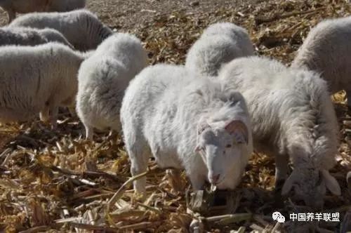 防止母羊流产的最佳方法,母羊流产的原因和防治措施
