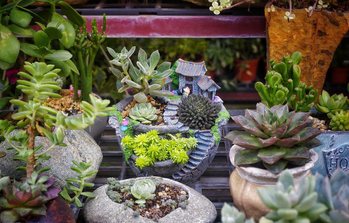 家里种植防辐射的植物,什么小植物可以防辐射