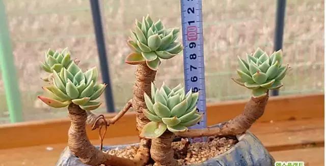 多肉老桩,美到爆炸,拥有一株做梦都会笑!