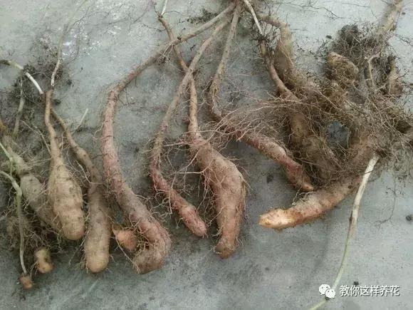 山药发芽全过程,山药发芽了埋地里行不