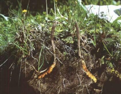 冬虫夏草的虫草素,冬虫夏草虫草素抗癌
