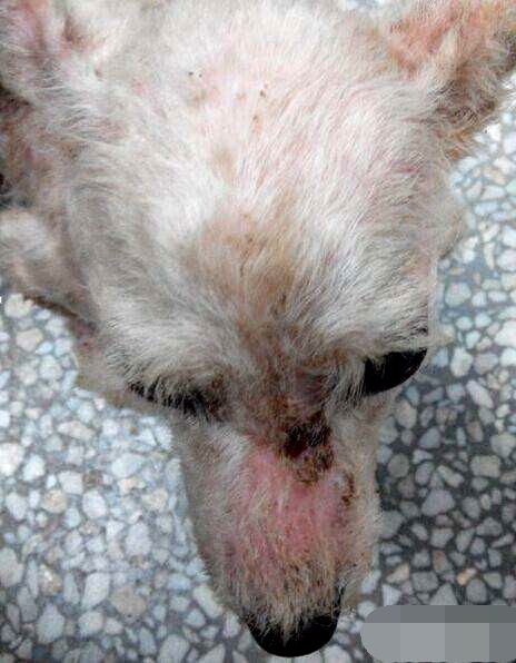 狗狗生病不吃不喝喂什么补充营养,泰迪狗狗生病的各种症状以及疗法