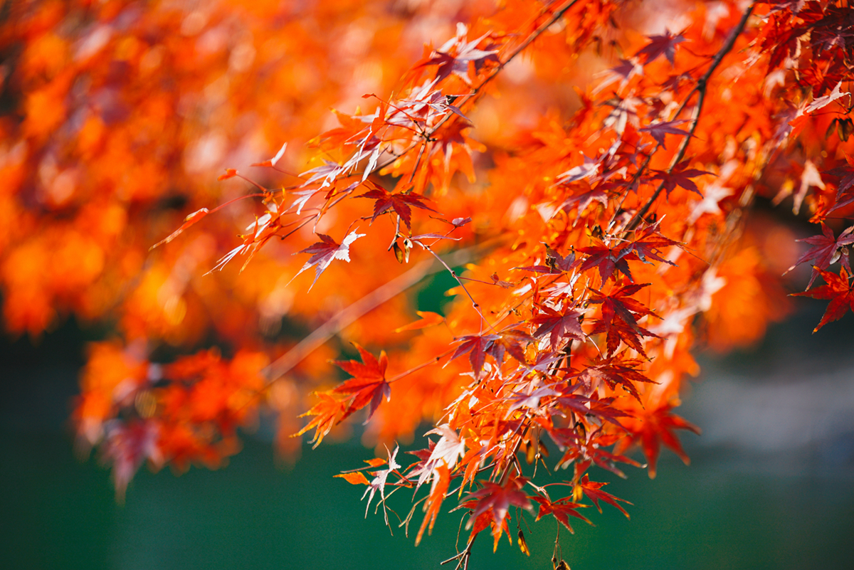 叮！加拿大一年中最美的季节已经来到，错过还要等一年！
