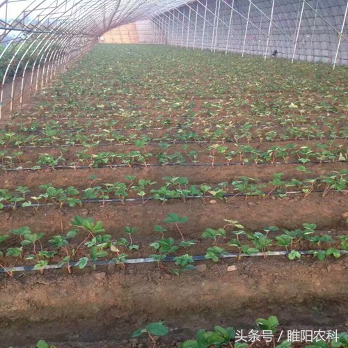 死苗的土种草莓,家种草莓死苗原因及防治