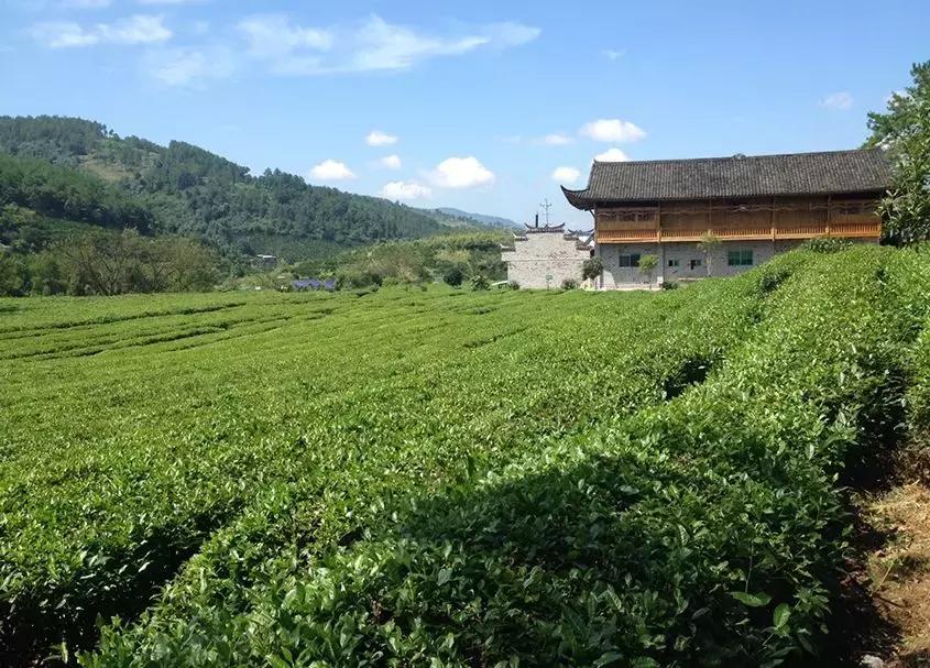 湖南千亿茶产业,湖南茶业产业发展现状