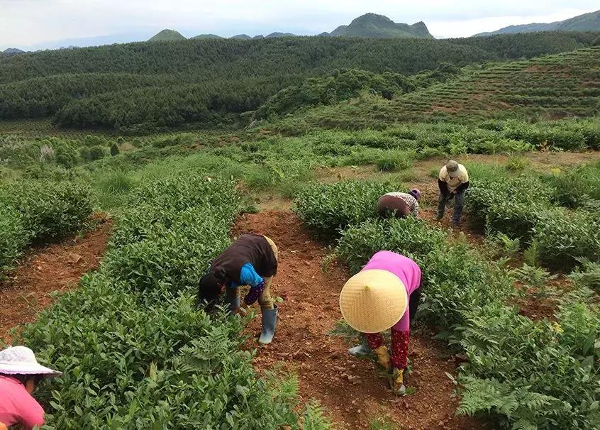 湖南千亿茶产业,湖南茶业产业发展现状
