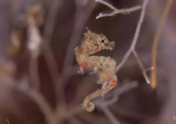 世界上最小的24种动物,世界上胆子最小的动物