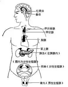 什么是内分泌,什么是内分泌激素问题