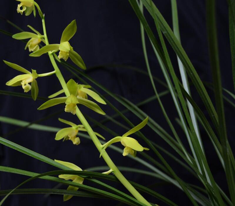 近30年兰花行情走势图,2023兰花行情最新分析