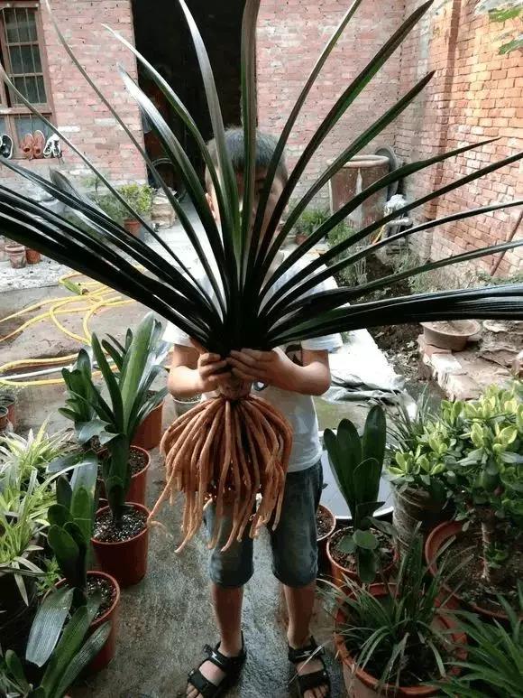 给花吃个大力丸，花盆全被撑爆了