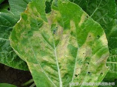 甘蓝包菜外叶病害图与防治,甘蓝育苗期病害防治