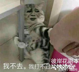 阴阳师没有式神可以买皮肤吗,阴阳师彼岸花为崽而战皮肤