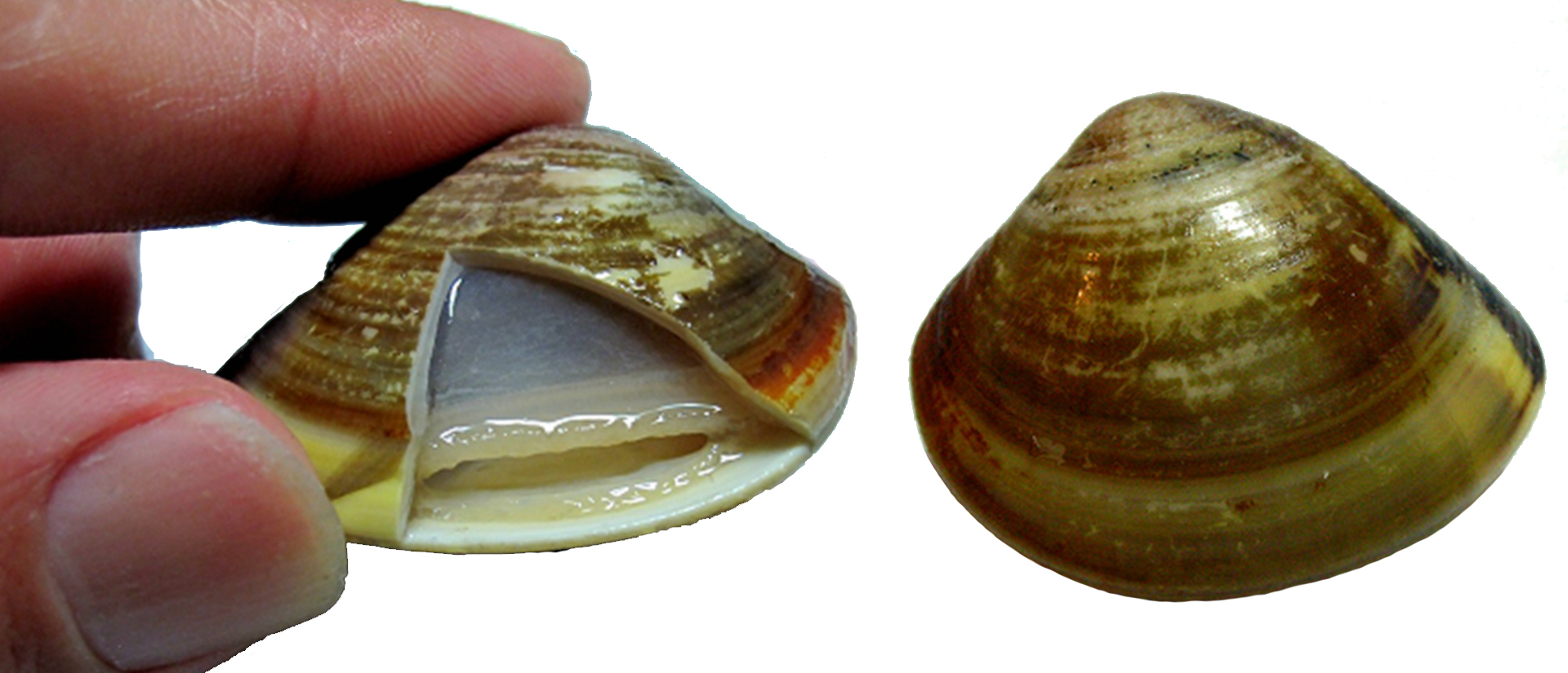 蛏子贝壳类海鲜,贝类海鲜有哪些毛蚶