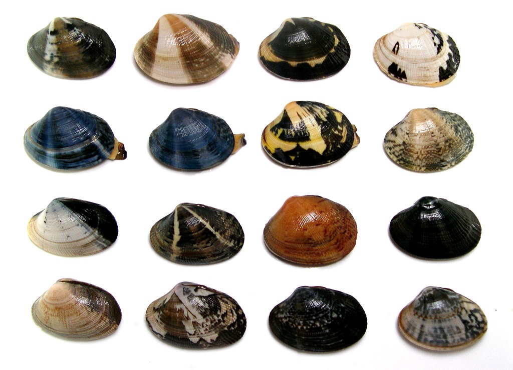 海边贝类种类,各种贝类的名称