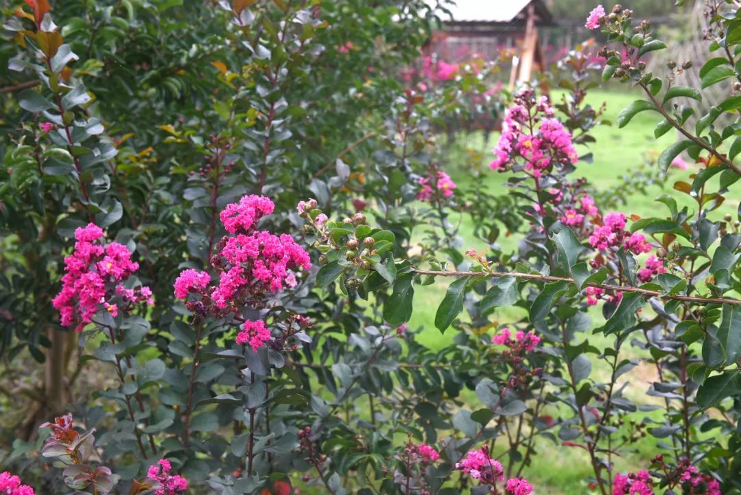 惊喜！8月24日黄姚花海景区免费入园了，这些“仙境”你舍得错过吗？