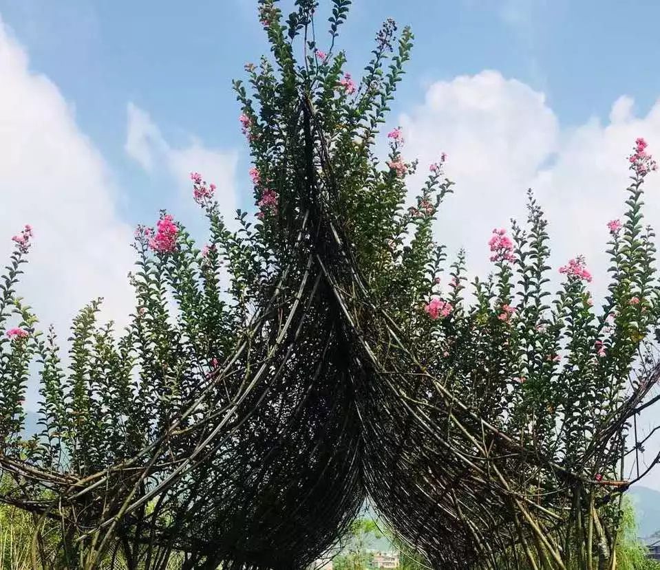 惊喜！8月24日黄姚花海景区免费入园了，这些“仙境”你舍得错过吗？