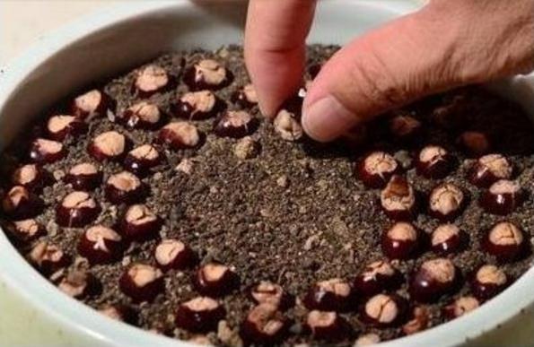 龙眼果核发芽,吃剩下的龙眼核种小盆栽