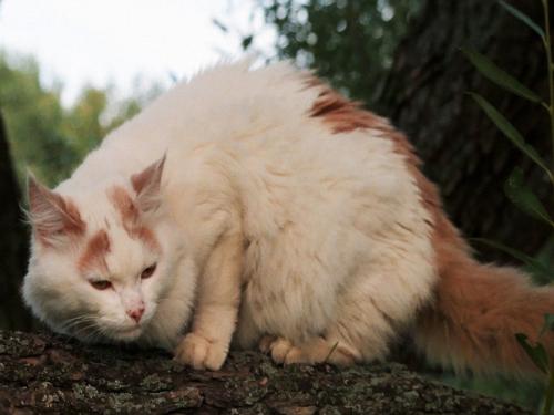 喵星人大图,喵星人大黄狗