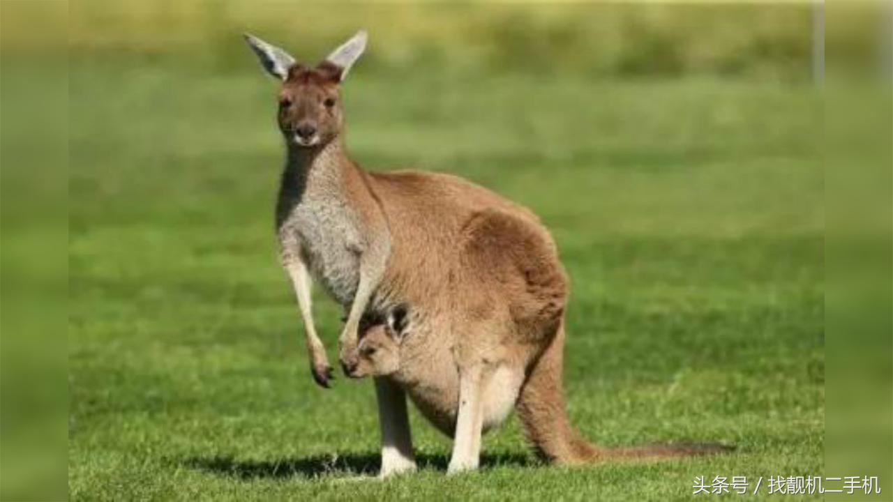 袋鼠袋子里是什么样的,袋鼠在妈妈袋子里的成长过程