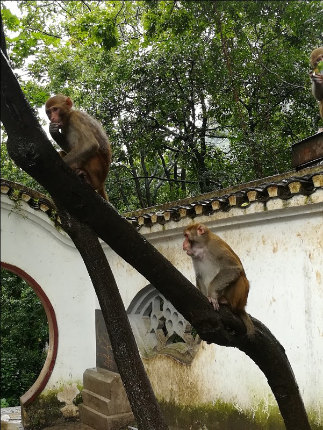 贵州自驾游旅游攻略自由行,贵州环省自驾旅游攻略