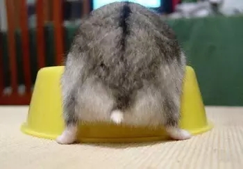 仓鼠食粮养鼠日常分享,仓鼠饲养攻略小猫