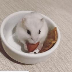 仓鼠食粮养鼠日常分享,仓鼠饲养攻略小猫