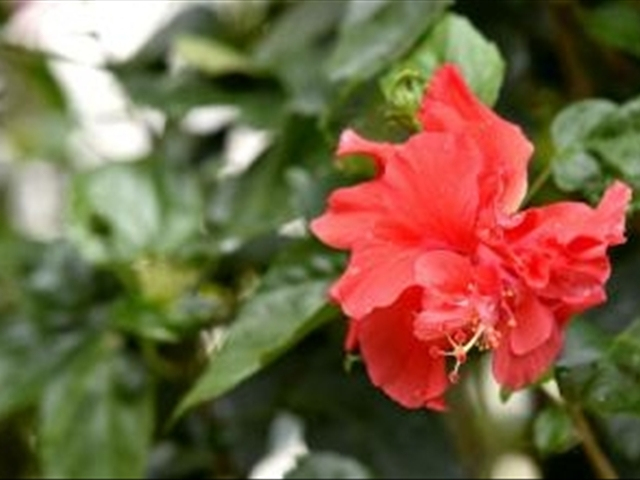 木菊花该如何养殖?学会这几种方法可以让木菊花爆盆