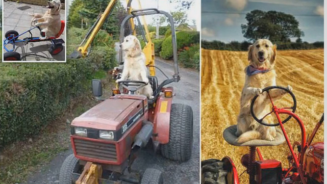 一只会帮忙做家务的狗子,金毛开拖拉机