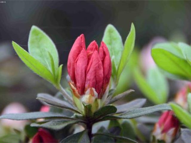 杜鹃花被冻蔫了怎么救活,杜鹃花出现各种状况时怎么办