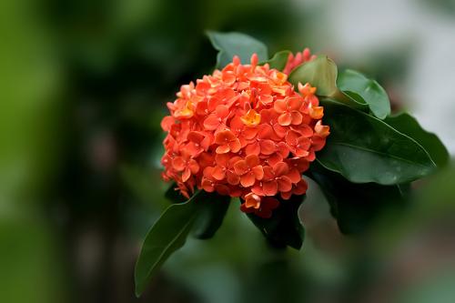 海岛龙船花干枯了怎么补救,龙船花叶尖干枯什么原因