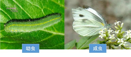 花菜常见病虫害大全及防治措施,花菜有虫害怎么办