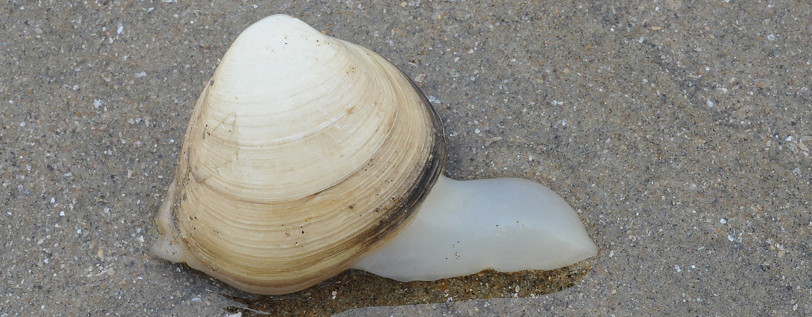 蛏子扇贝各种贝类如何区分,海鲜蛏的品种大全