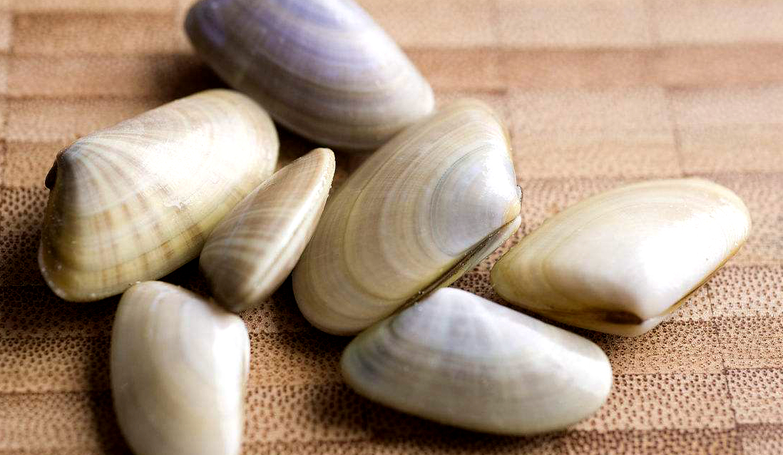 海边贝类种类,各种贝类的名称