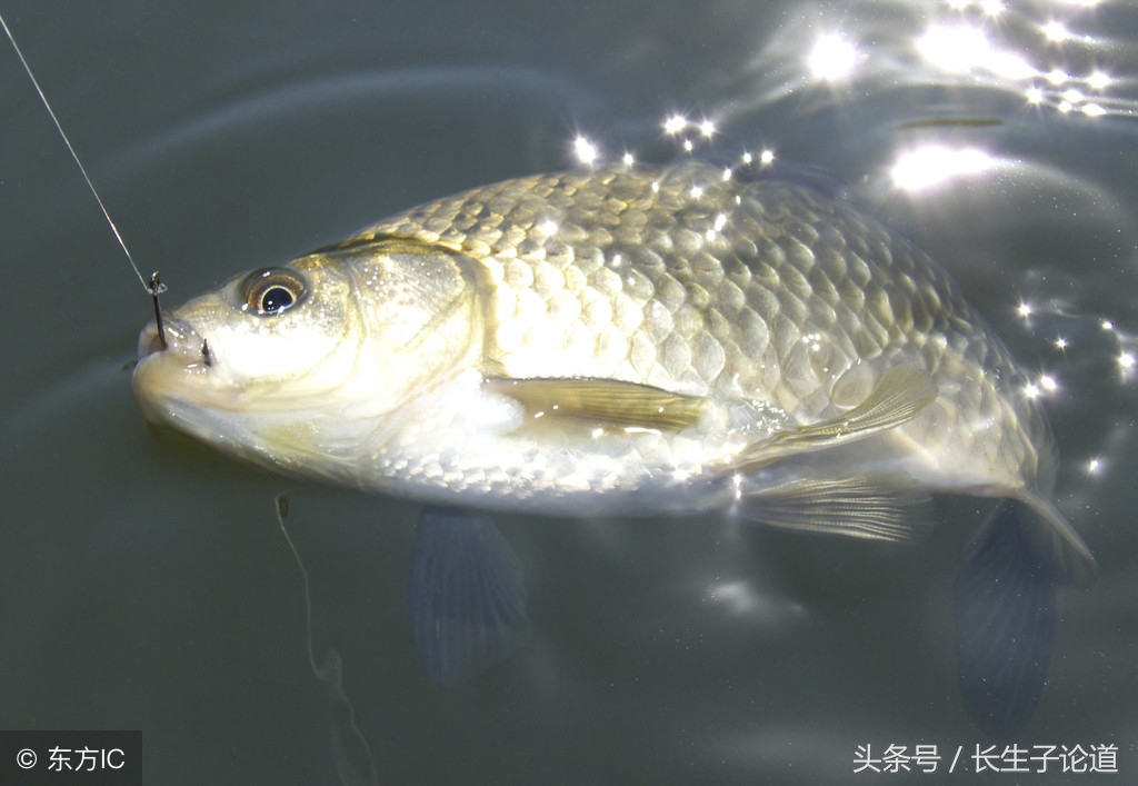 卡特总统代表谁的利益,卡特总统遇刺案