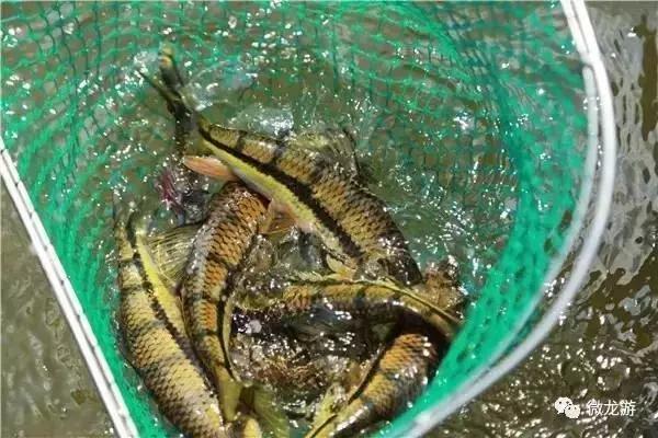 一亩养殖石斑鱼的利润是多少呢,养1万斤淡水石斑鱼盈利大概多少