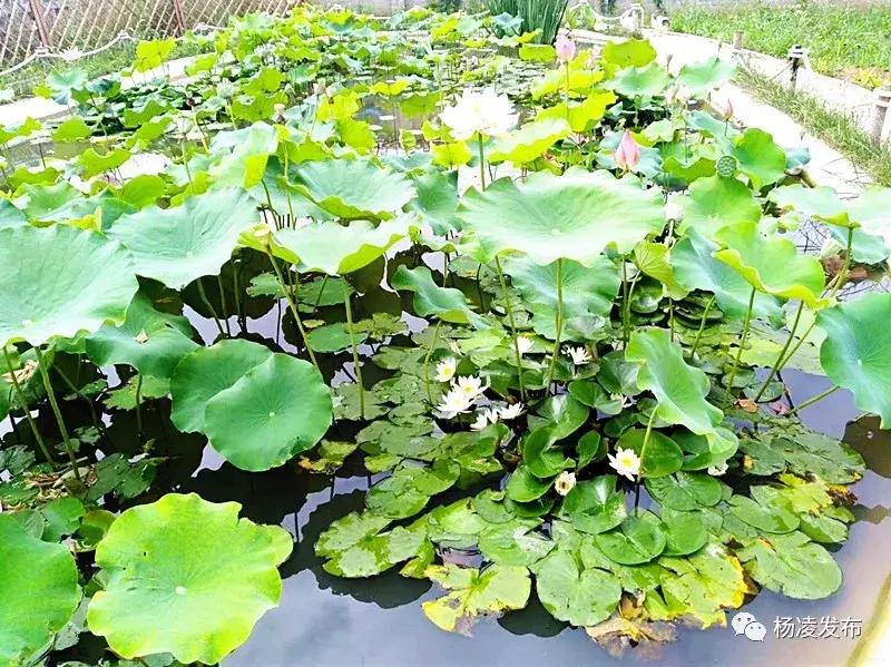 乡村振兴看保康,乡村振兴未来让城里人羡慕去吧