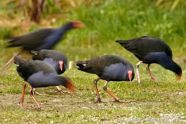 梦幻新西兰,新西兰旅游攻略太美了