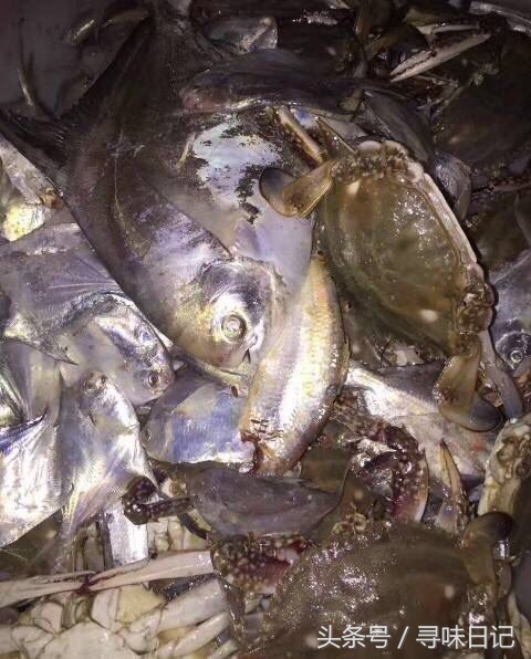 吃不完的梭子蟹怎么养起来,梭子蟹吃不习惯