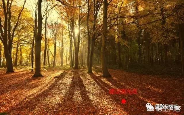 初学者单反相机入门教程,如何学习单反数码相机的简单操作